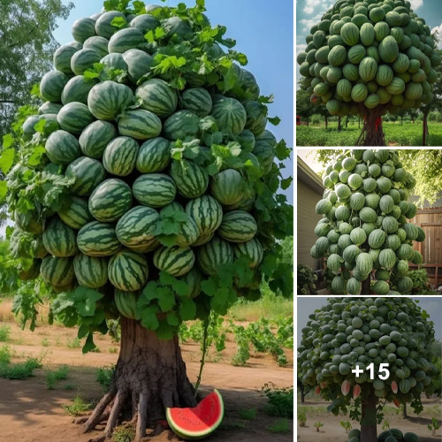 The Delightful Wonders of Nature: Woody Vines that Bear Watermelons, a Delectable and Invigorating Treat