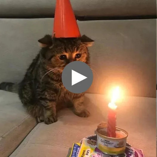 A Feline’s Birthday Blues: A Humorous Meme Template